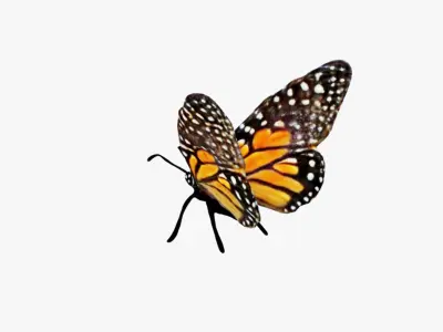 Butterfly Free 3D model