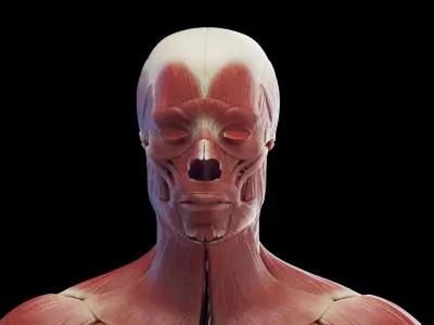 Human Male Muscles Static 3D model