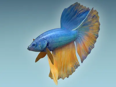 Betta Fish 10 3D model