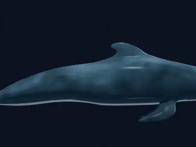 Pilot Whale 3D model