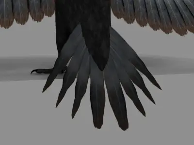 Pileated Woodpecker Animation and Rigging 3D model