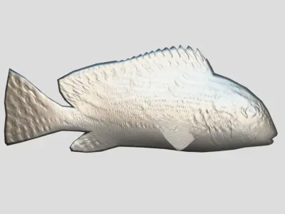 Plectorhinchus lineata Low-poly 3D model