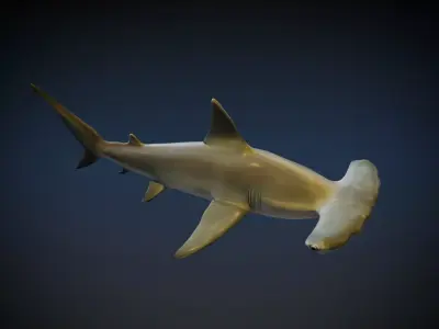 Hammerhead Shark 3D model