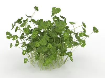 Plant Low-poly 3D model