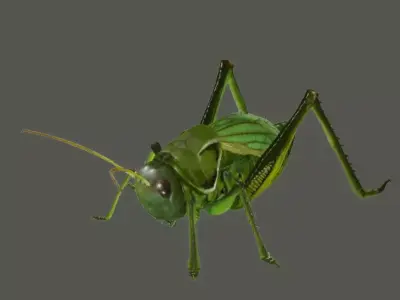 3D model   Grasshoppers    insect    maya 3D model