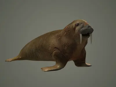 walrus large flippered marine mammal arctic ocean atlantic 3D model