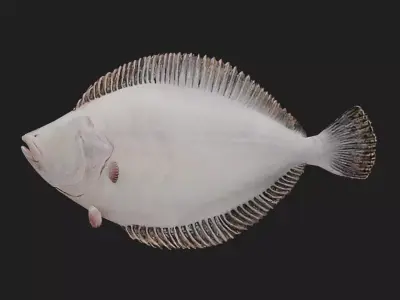 Flat fish Low-poly 3D model