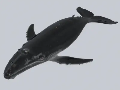 Whale humpback 3D model