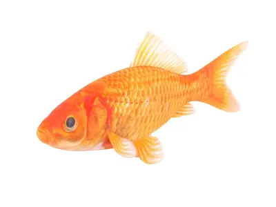 Goldfish 3D model
