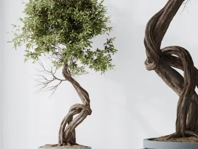 AV Indoor plants set 211 Ficus Bonsai Bird Paradise Areca Palm 3D model