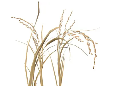 dried rice stalk Low-poly 3D model