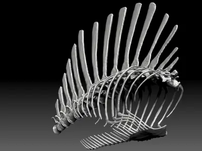 Spinosaurus 2020 version Rib Set Skeletons Sculpt Project 3D model