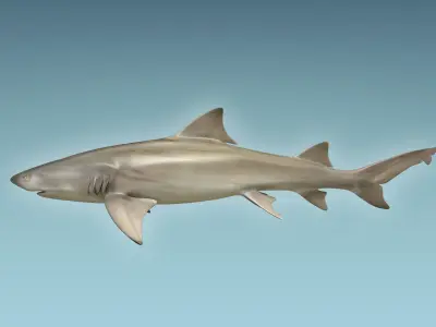 Lemon Shark 3D model