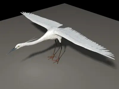 The noble and pure white egret 3D model