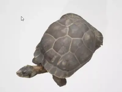 Realistic Turtle 3D Asset 3D model