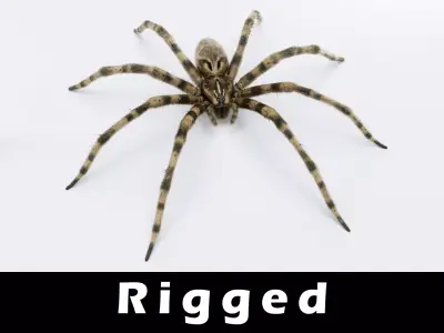 Fishing Spider Low-poly 3D model