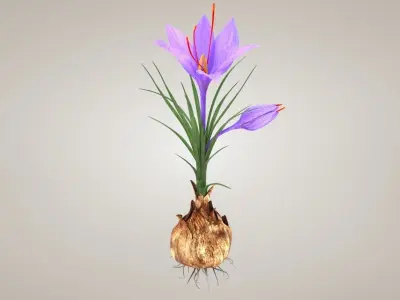 Plant Part Details Low-poly 3D model