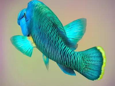 Fish Humphead Wrasse or Napoleonfish Low-poly 3D model