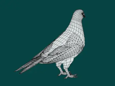 Lahore Pigeon Bird Low-poly 3D model
