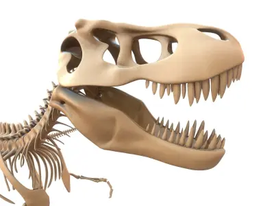 T-rex Skeleton 3D model