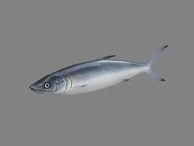 Cartoon Pacific saury Low-poly 3D model
