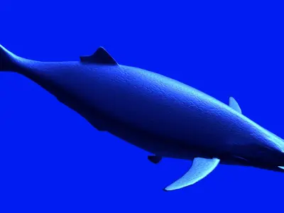 hypsocormus fish swimming in sea Low-poly 3D model