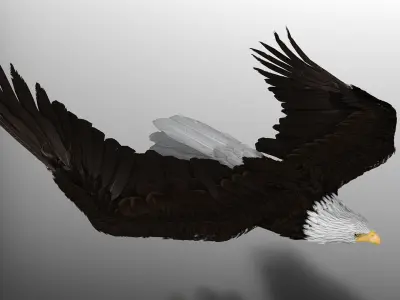 Realistic Bald Eagle Animated Rigged 3D model
