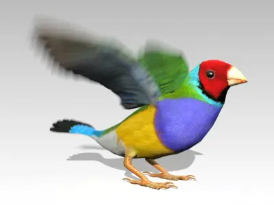 Gouldian Animated Low-poly 3D model