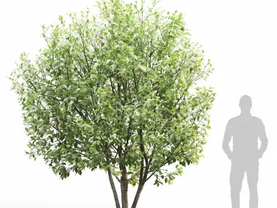 Prunus Padus 6 3D model