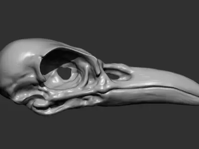 High Poly Raven Skull Sculpt Free 3D model