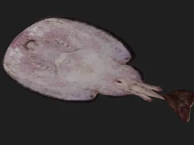 Skate Low-poly 3D model