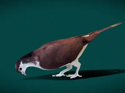 Lahore Pigeon Bird Low-poly 3D model