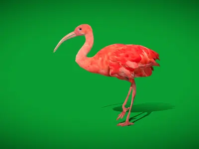 Scarlet Red Ibis Bird Low-poly 3D model