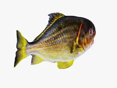 Piranha Free 3D model