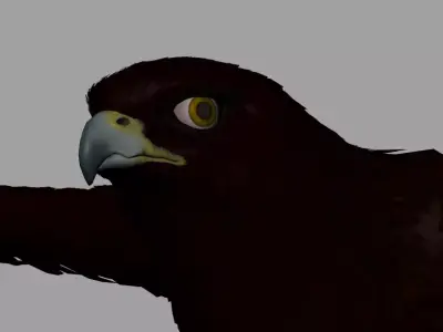 Eagle 3D model