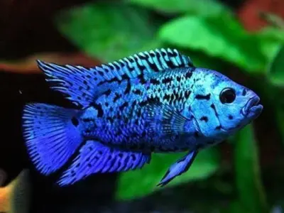 Blue Cichlid Fish 3D model