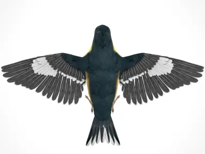 3D Bird Pack Lesser Goldfinch Male and Female Low-poly 3D model Low-poly 3D model