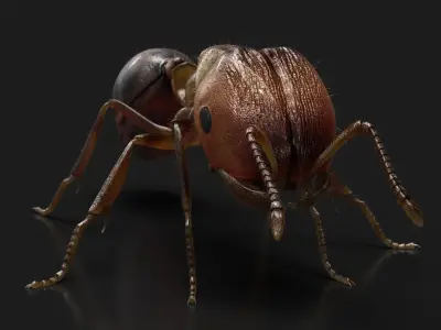 Ant ANIMATED 3D model