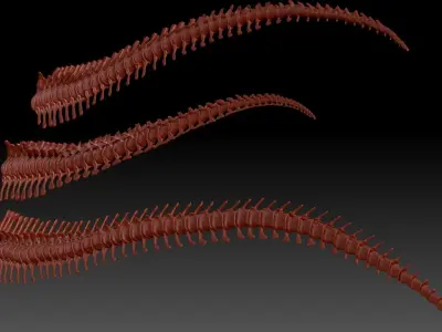 Dinosaur Spinosaurus Tyrannosaurus Giganotosaurus Tail Skeletons 3D model