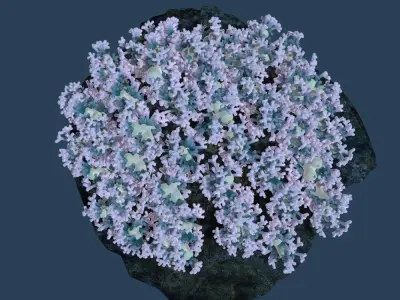 Coral flowers on rock 3D model