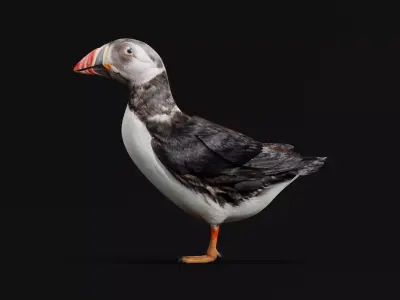 Atlantic Puffin Seabird Low-poly 3D model