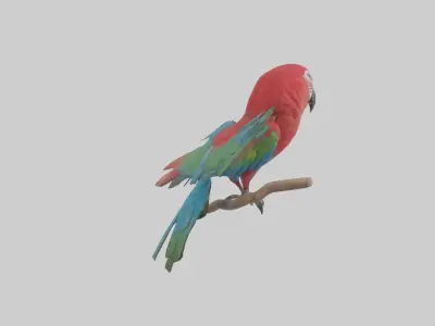 Greenwinged Macaw perched model Low-poly 3D model