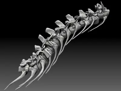 Spinosaurus 2020 version Neck Set Skeletons 3D model