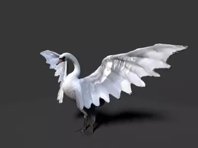 white swan  3D model