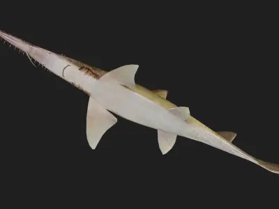 Shark Low-poly 3D model