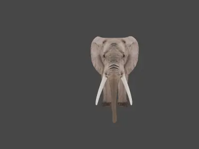 Elephant Animal Low-poly 3D model