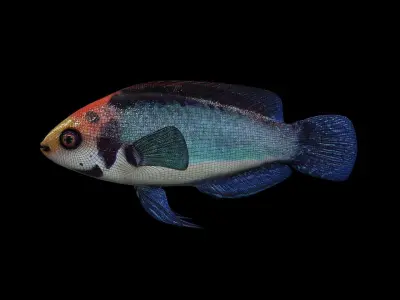 FISH-002 fish 3D model