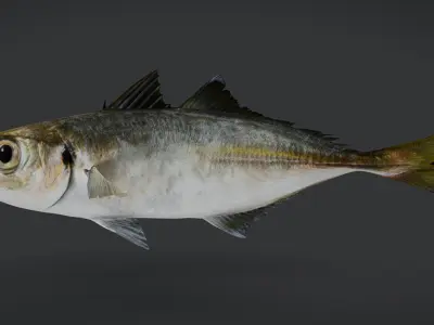 Jack Mackerel Animated 3D model