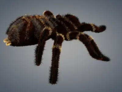 Spider tarantula 3D model