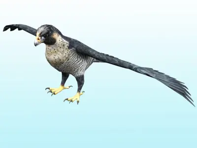 Falcon Bird Low-poly 3D model